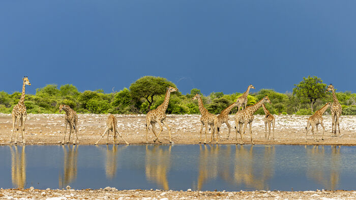 Wildlife photographer captures a group of giraffes by a reflective waterhole under a dark blue sky.
