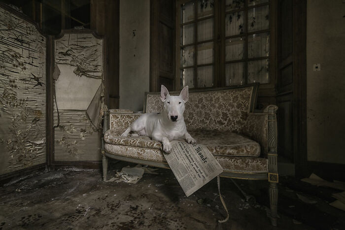 Bull terrier on a vintage sofa in an eerie abandoned place, surrounded by peeling wallpaper and old furniture.
