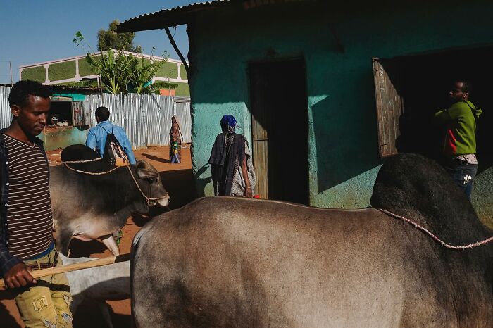 Street photo by Andrea Torrei showing people handling cattle in a rural setting with green and blue buildings.