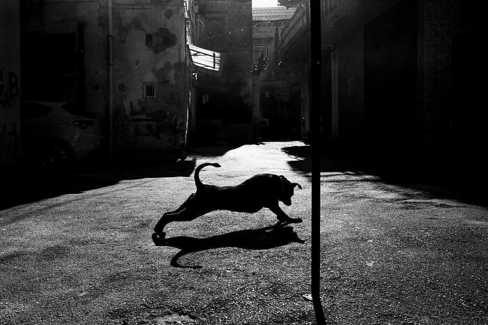 A dog leaping in a shadowy street, captured by Andrea Torrei.
