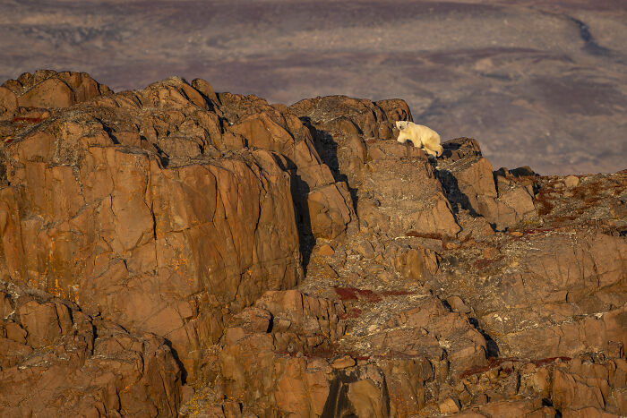 Mountain goat perched on rugged rocks, showcasing nature's raw beauty captured by a wildlife photographer.