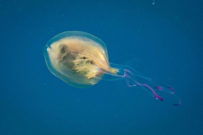 A translucent jellyfish with colorful tentacles in the ocean, showcasing our world is far from boring.