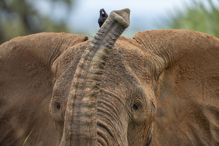 Elephant with bird perched on trunk, showcasing wildlife photographer's capture of nature's beauty.