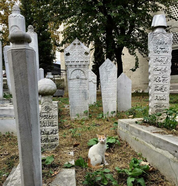 A cute cat sitting among old gravestones in a cemetery, surrounded by greenery.