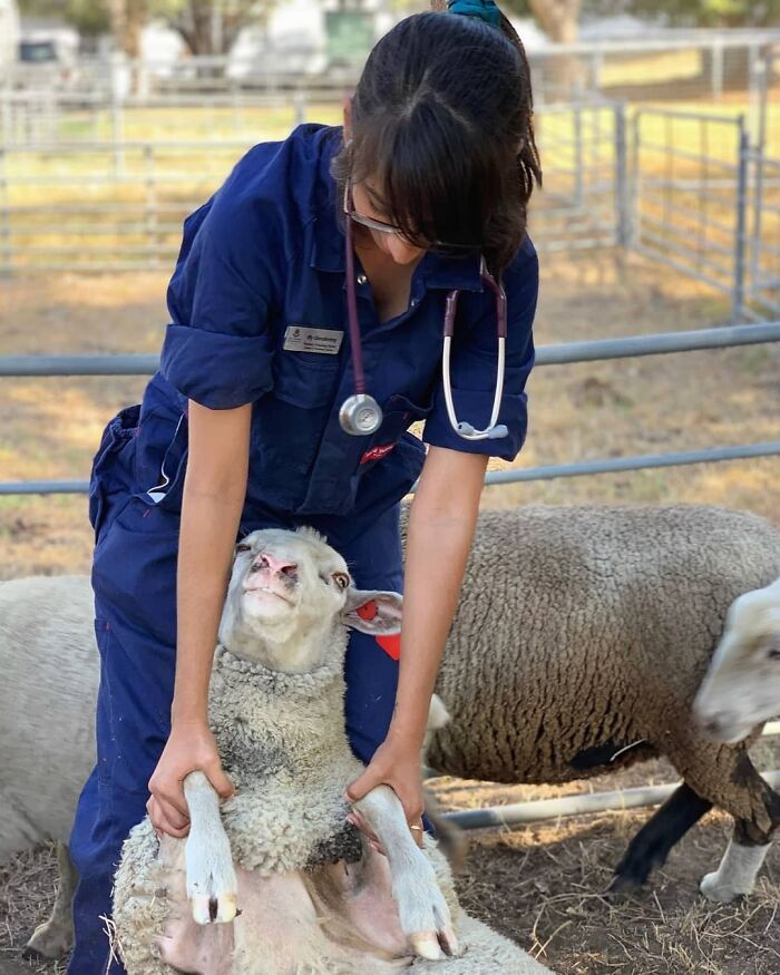 Veterinarian holding a sheep playfully in an outdoor pen, wearing a stethoscope and blue uniform.