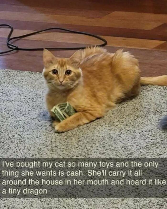 Orange cat in play mode, lying on the carpet with a dollar bill, looking intently at the camera.