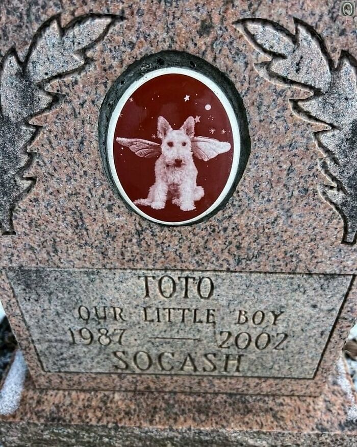 Headstone portrait of a dog with angel wings, engraved with "Toto, our little boy, 1987-2002, Socash."
