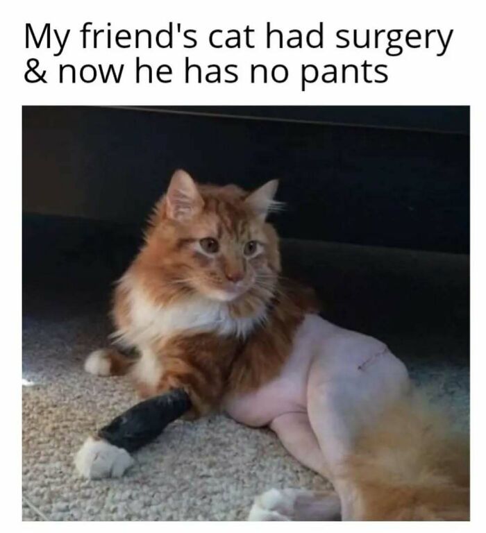 A fluffy cat with shaved hindquarters after surgery, sitting on a carpet, captioned humorously about having "no pants."