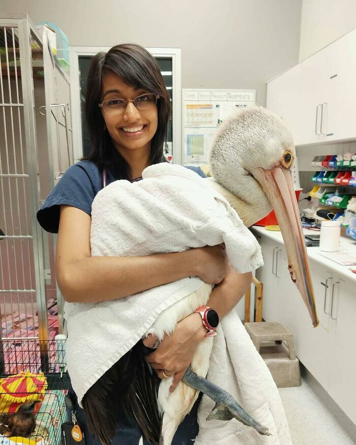 Smiling veterinarian holding a pelican wrapped in a towel, showcasing a wholesome veterinary office moment.