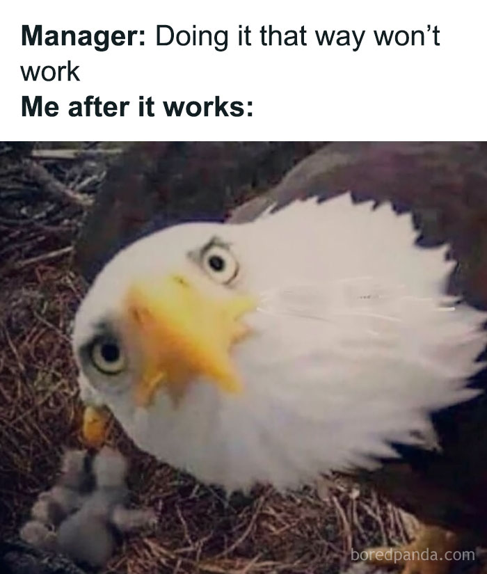 Bald eagle looking surprised, a humorous work-related meme about success against advice.