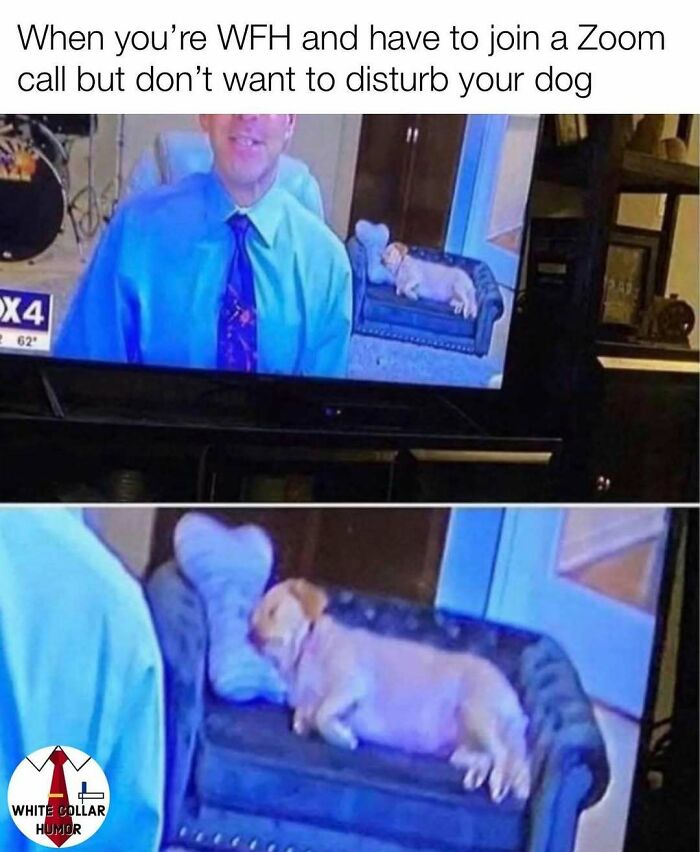 Man on Zoom call with a dog sleeping on sofa, showcasing work-related humor.