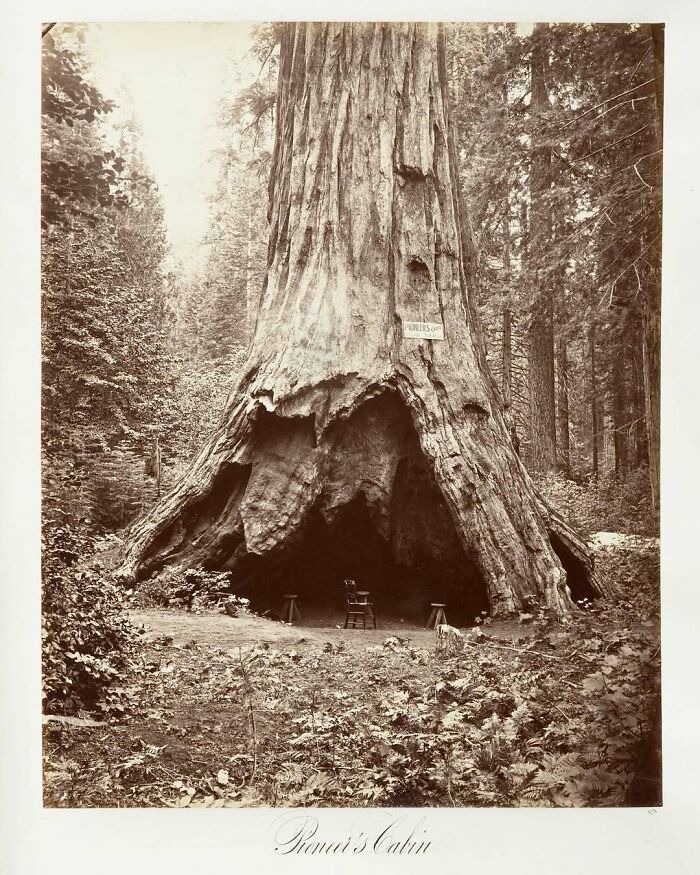 Historical photo of an enormous tree with a hollowed-out base, labeled as "Pioneer’s Cabin," evoking nostalgia.