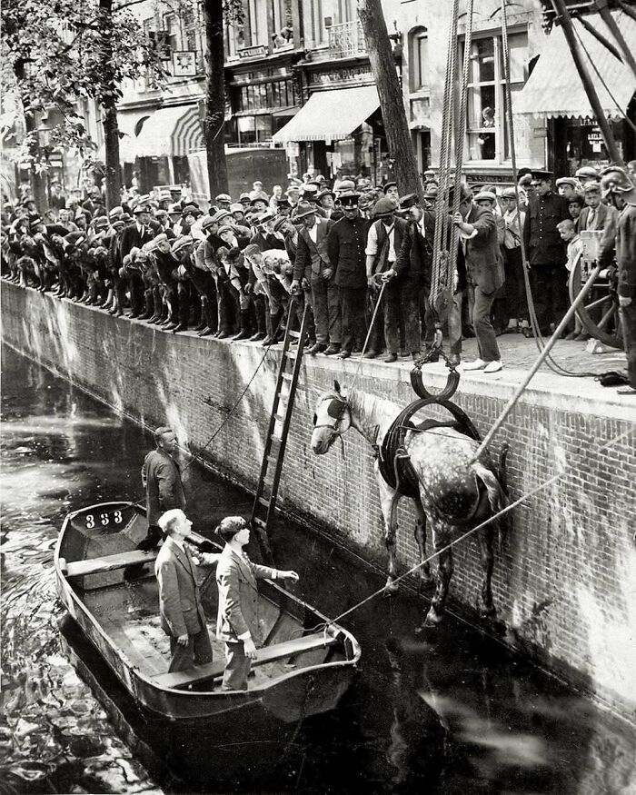 Crowd watches historical horse rescue from canal, adding nostalgia to the scene.