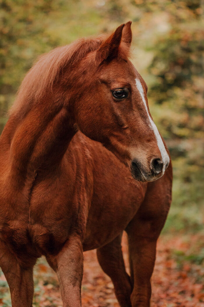"Beautiful chestnut horse in a serene autumn forest, featuring the special bond between animals and humans."