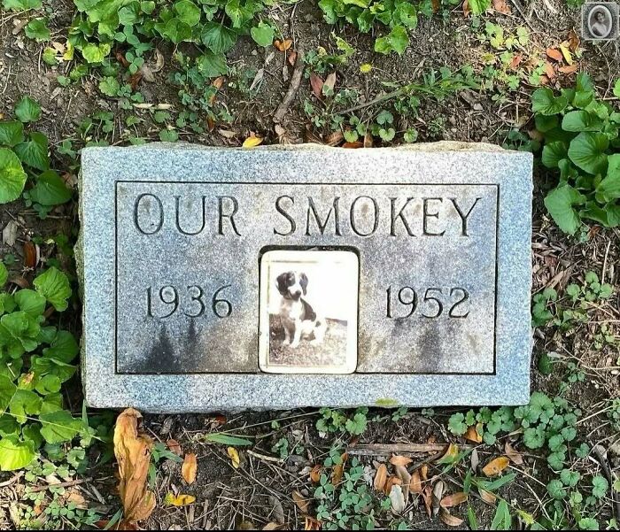 Headstone portrait of a dog named Smokey, between 1936-1952, surrounded by green foliage.