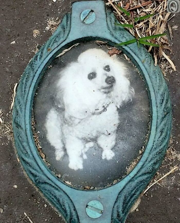 Vintage headstone portrait of a small white dog in an ornate frame.