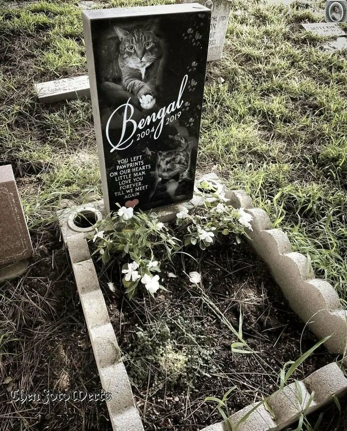 Headstone portrait of a cat named Bengal, with flowers and a heartfelt inscription.
