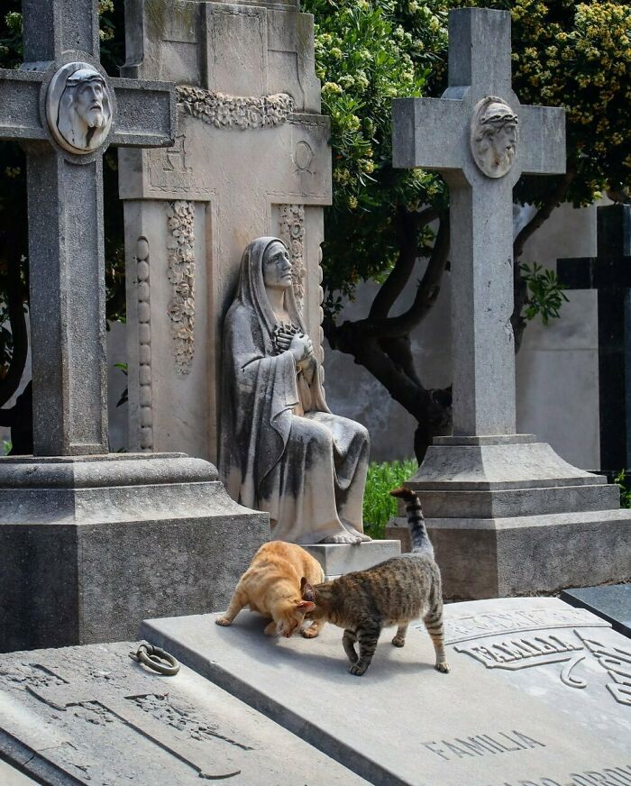 Two cute cemetery cats playing on a tombstone surrounded by sculptures and crosses.