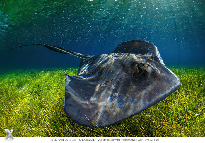 Stingray gliding underwater, showcasing the beauty of our world in One Eyeland Photography Awards.