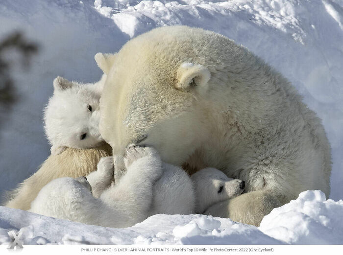Polar bear family cuddling in the snow, showcasing the beauty of our world from One Eyeland Photography Awards.