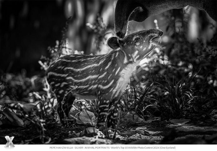 Young tapir nuzzled by an adult, captured at One Eyeland Photography Awards, showcasing the beauty of our world.