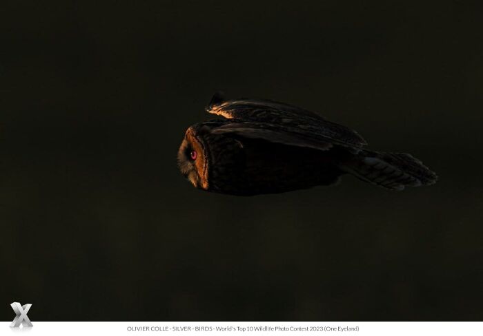 Owl in flight at dusk, showcasing the beauty of our world.