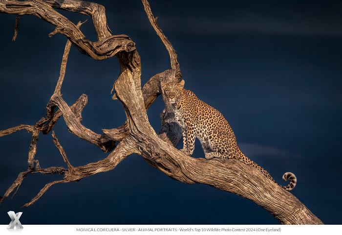 Leopard perched on a twisted tree branch against a dark sky, showcasing the beauty of our world.