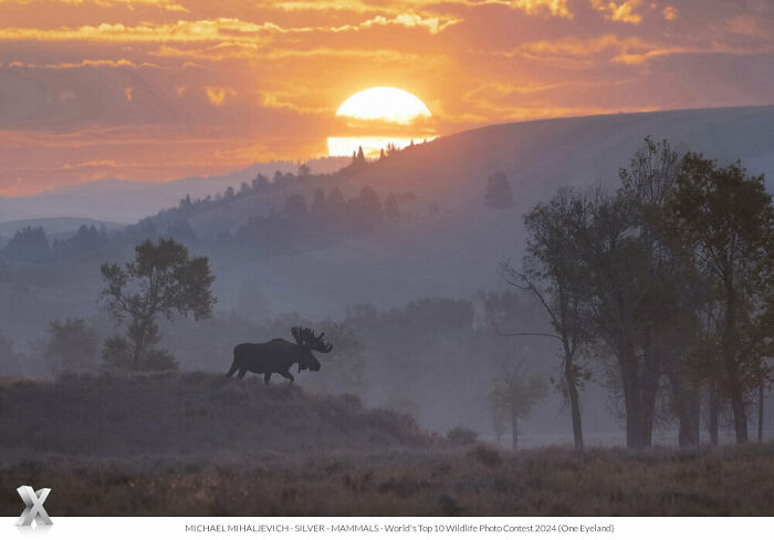 Silhouetted moose at sunrise in a misty landscape, showcasing breathtaking photography of our world.