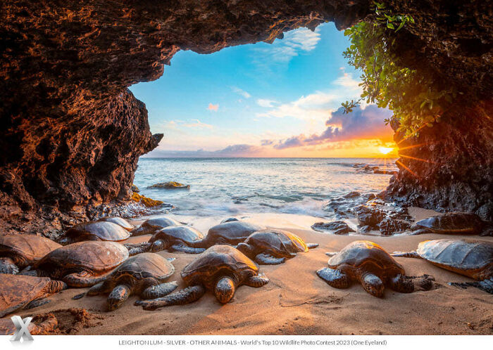 Beach scene showcasing sea turtles under a rocky arch at sunset, from the One Eyeland Photography Awards.
