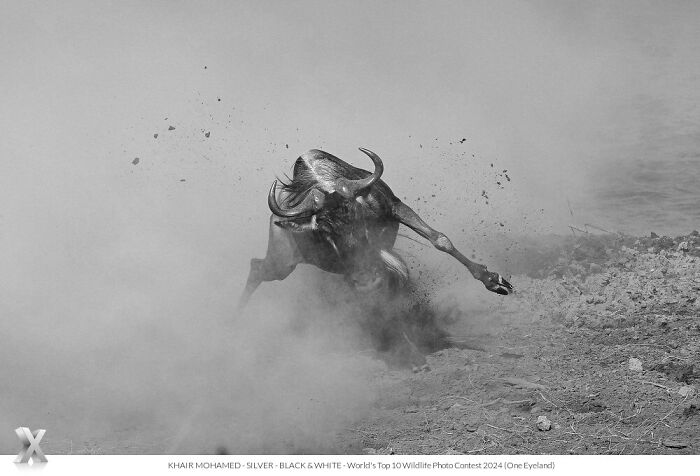 Black and white photo of a wildebeest in motion, surrounded by dust, from One Eyeland Photography Awards.