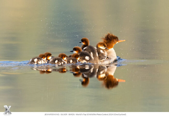 A family of ducks swimming, captured in a stunning photo showcasing the beauty of our world at One Eyeland Photography Awards.