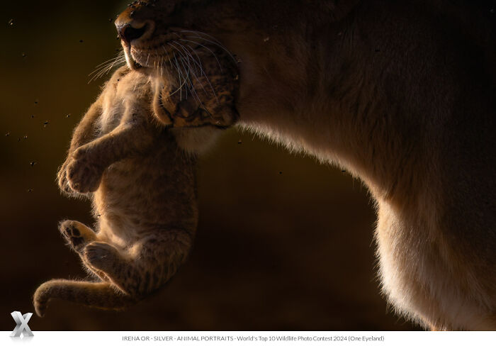 Lioness gently holding a cub at sunset, capturing the beauty of our world.
