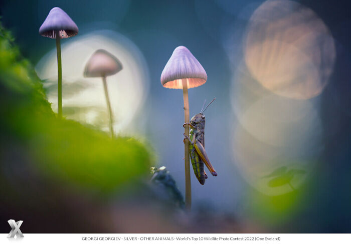 Grasshopper perched on a mushroom in a serene forest, showcasing the beauty of our world.