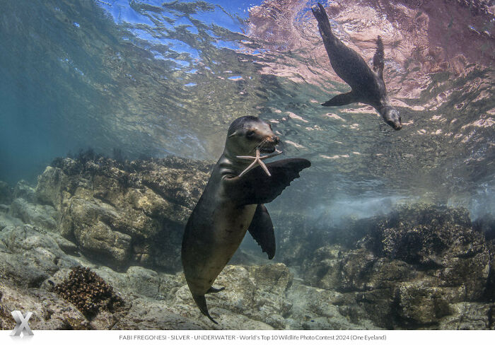 Seals swimming underwater, showcasing the beauty of our world with clear water and rocks beneath.