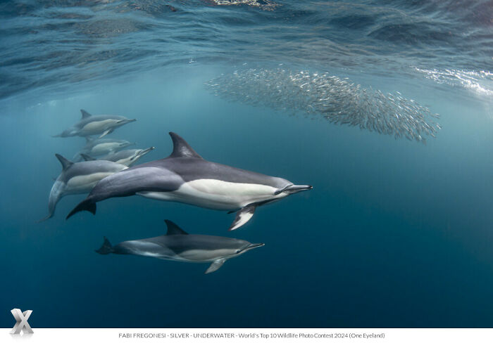 Dolphins swimming underwater near a school of fish in the One Eyeland Photography Awards, showcasing natural beauty.