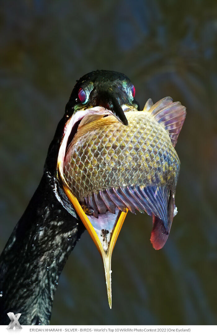 Bird capturing a large fish in its beak, showcasing the beauty of wildlife photography from a prestigious award show.
