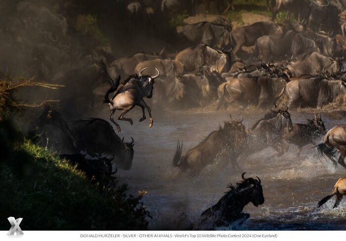 Wildlife photography of wildebeest crossing a river, showcasing the beauty of our world.