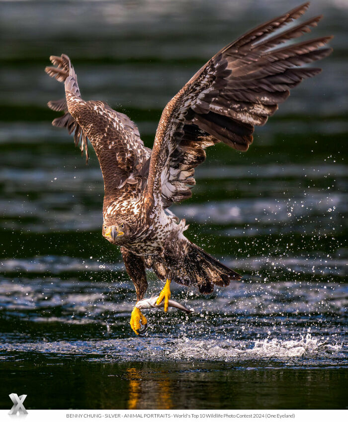 Eagle catching fish in stunning display of nature's beauty, captured at One Eyeland Photography Awards.