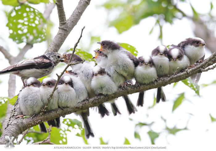 Birds perched on a branch, captured in a stunning photo celebrating the beauty of our world.