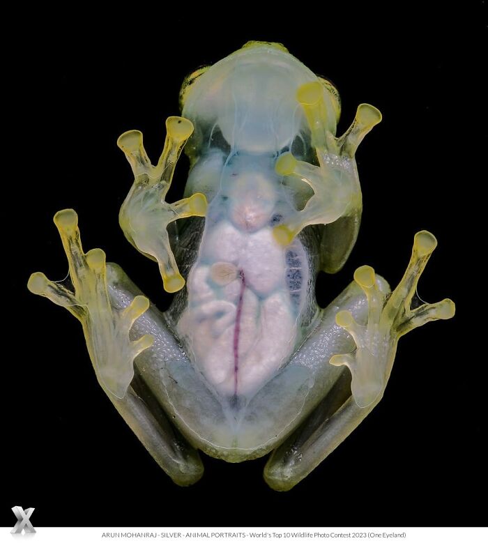 Transparent frog showcasing the beauty of our world with its visible internal organs on display.