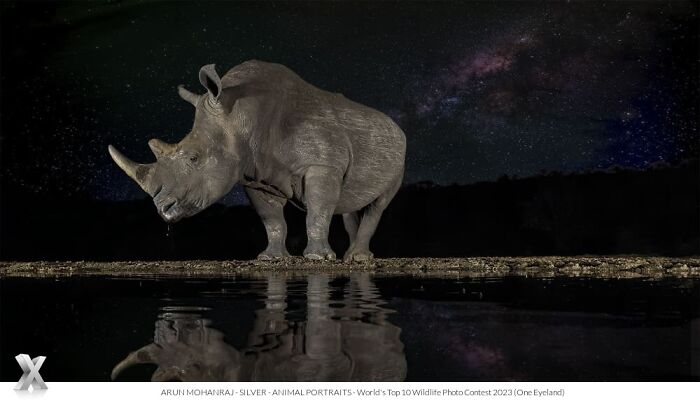 A rhinoceros stands by a reflective water source under a starry sky, highlighting world beauty from the One Eyeland Photography Awards.
