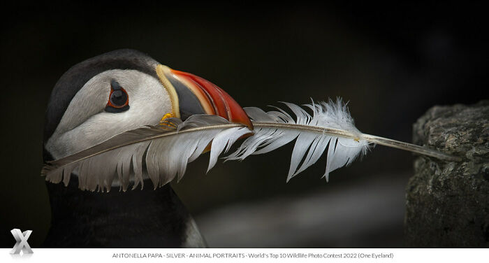 Puffin holding a feather in its beak, showcasing world beauty at One Eyeland Photography Awards.