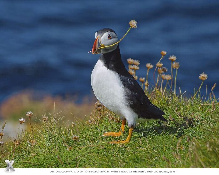 Puffin standing on a grassy cliff by the sea, holding a flower, showcasing the beauty of our world.