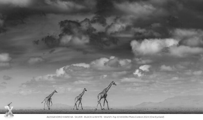 Black and white photo of three giraffes walking under dramatic clouds, from One Eyeland Photography Awards.