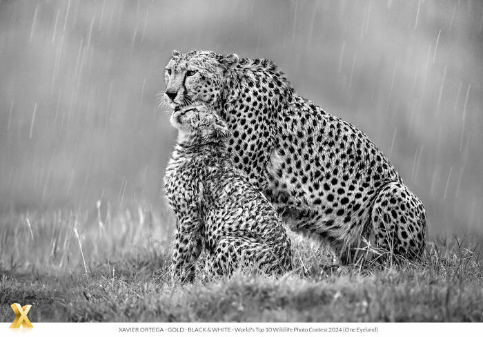 Cheetah and cub in the rain, showcasing the beauty of our world in black and white photography.
