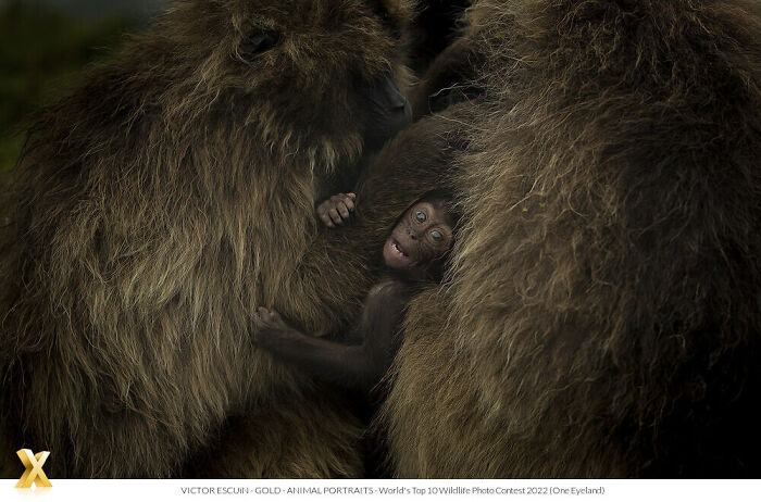 Young monkey nestled among adult monkeys, capturing the beauty of our world with intimacy and warmth.