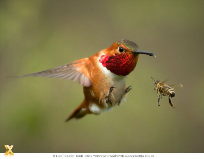 Hummingbird mid-flight near a bee, capturing the beauty of our world.