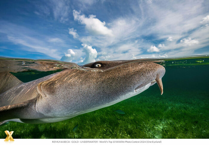 Underwater photo of a shark swimming near the surface, showcasing the beauty of our world.