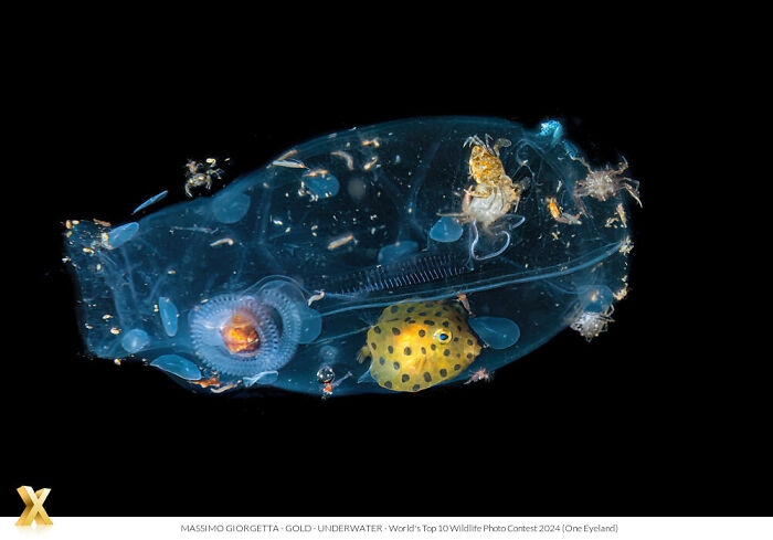 Underwater scene featuring diverse marine life glowing in the dark, highlighting our world's beauty.