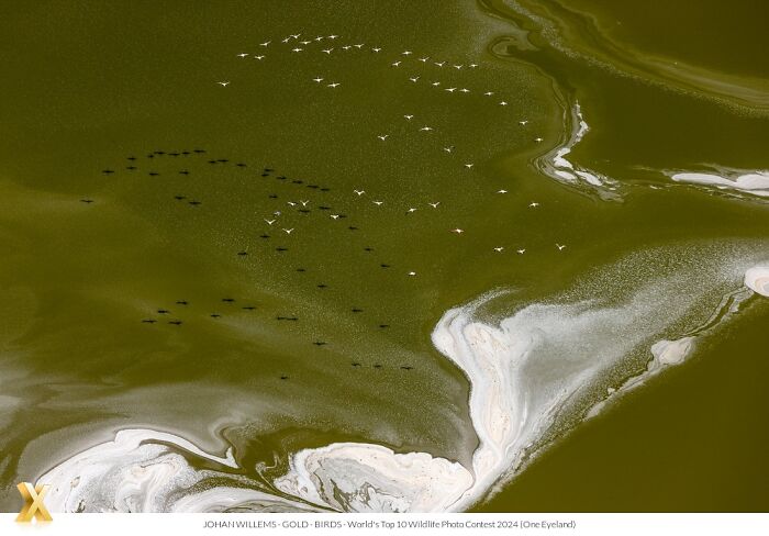 Birds flying over a green and white landscape, captured in an award-winning photo showcasing the beauty of our world.